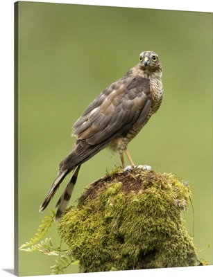 Sparrowhawk On Moss Covered Tree, Scotland, UK