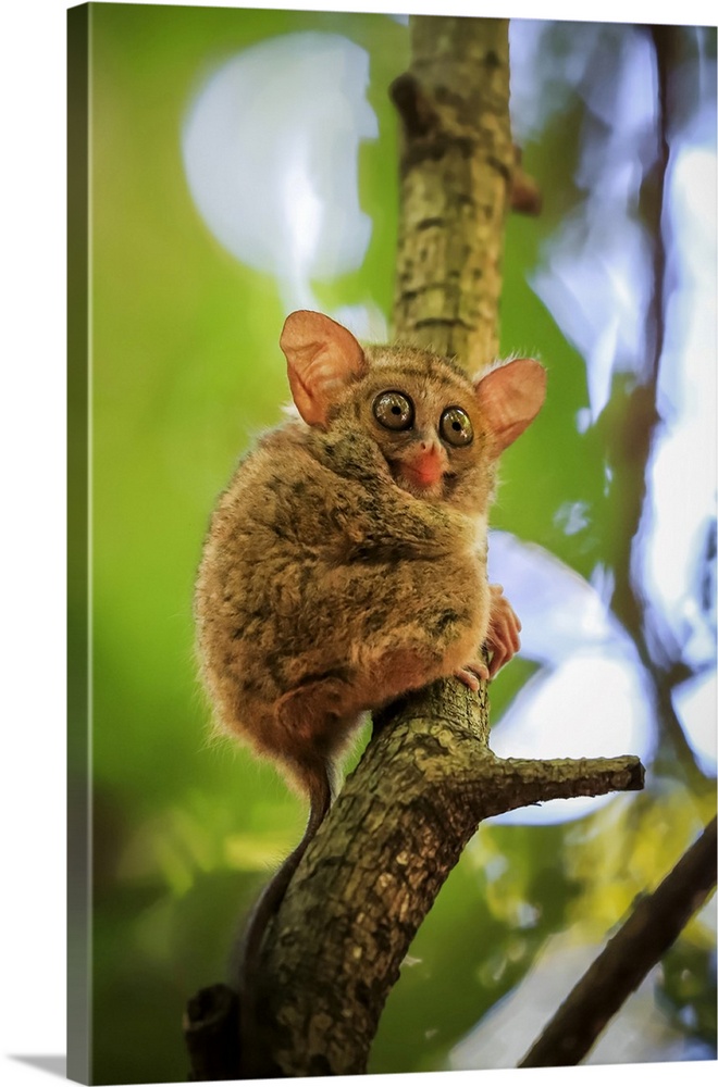 Spectral Tarsier (Tarsius tarsier) one of the smallest primates, now endangered, insect eating and nocturnal, Tangkoko Nat...