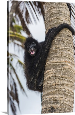 Spider monkey, Achutupu, San Blas Islands, Kuna Yala, Panama
