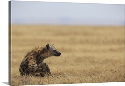 Spotted hyena, Ngorongoro Conservation Area, Tanzania