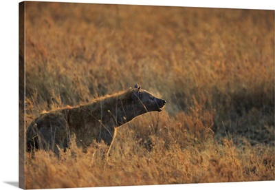 Spotted hyena, Serengeti National Park, Tanzania