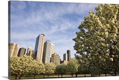 Spring blossoms in Navy Pier Park, Chicago, Illinois