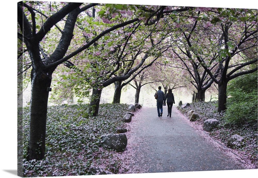Spring cherry blossom, Brooklyn Botanical Garden, Brooklyn, New York City, New York, United States of America, North America