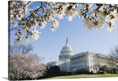 Spring cherry blossom, The Capitol Building, Capitol Hill, Washington D.C