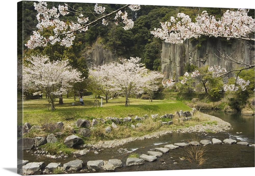 Spring cherry blossoms, Kagoshima prefecture, Kyushu, Japan