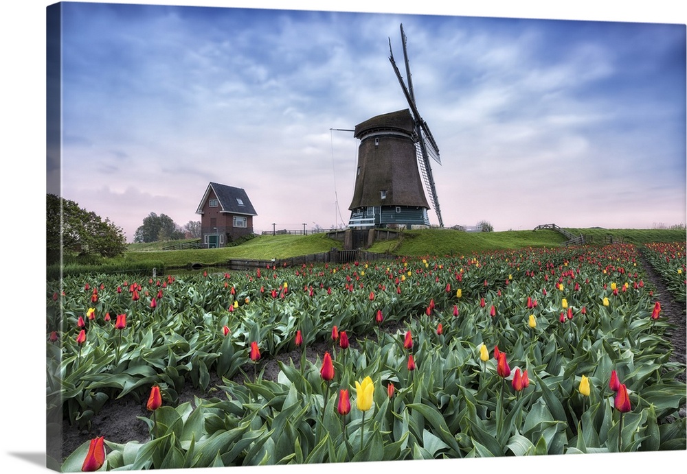 View of multi-coloured fields of tulips and windmills at spring, Berkmeer, Koggenland, North Holland, Netherlands, Europe