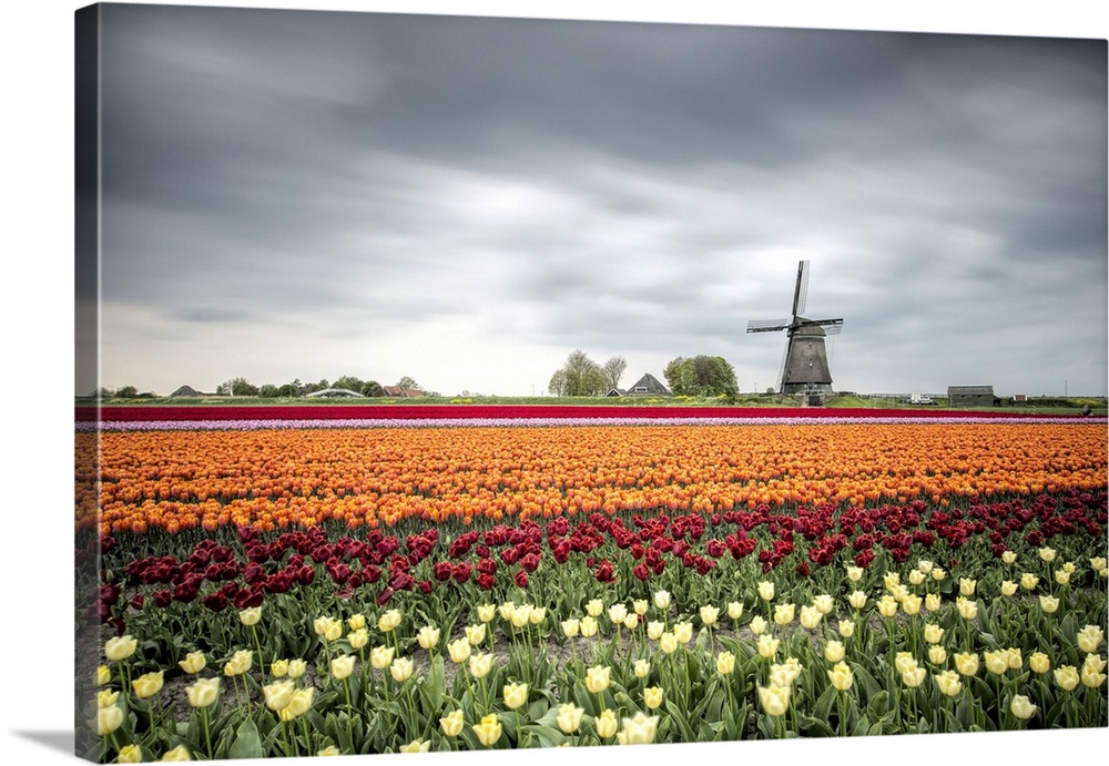 Spring clouds over fields of multicolored tulips and windmill, Berkmeer, Koggenland, North Holland, Netherlands, Europe