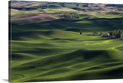 Spring in the Palouse, from Steptoe Butte, Washington State