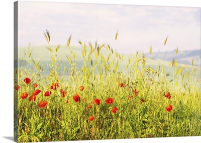 Spring In The Val d'Orcia, Tuscany, Italy
