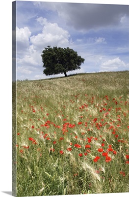 Spring Poppies And Lone Tree, Andalucia, Spain