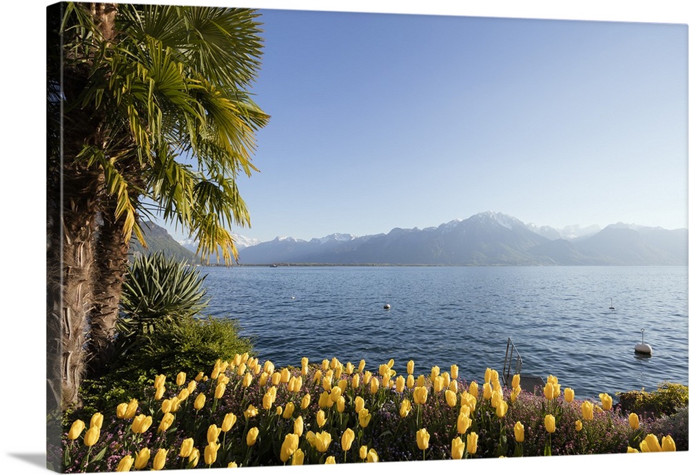 Spring tulips, Lake Geneva (Lac Leman), Montreux, Vaud, Switzerland, Europe