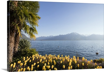 Spring tulips, Lake Geneva Montreux, Vaud, Switzerland