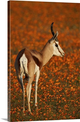 Springbok among orange wildflowers and, Namaqualand