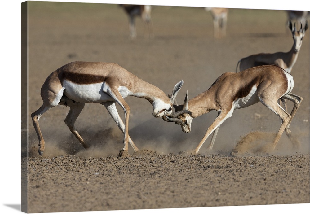 Springbok (Antidorcas marsupialis) fighting, Kgalagadi Transfrontier Park, South Africa, Africa