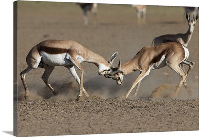 Springbok (Antidorcas Marsupialis) Fighting, Kgalagadi Transfrontier Park, South Africa