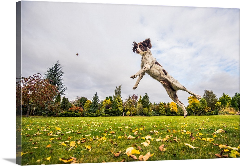 Springer Spaniel jumping to catch treat