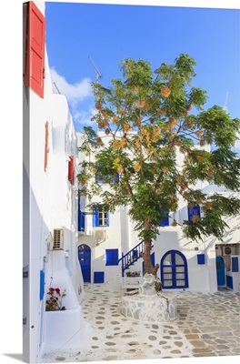 Square with blossoming tree, Mykonos, Cyclades, Greek Islands, Greece