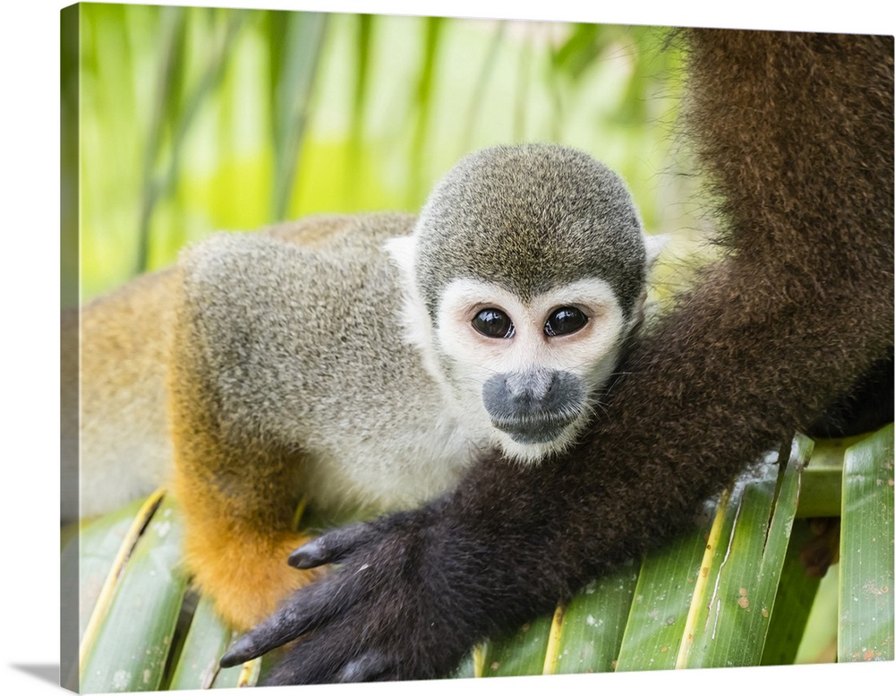 Adult common squirrel monkey (Saimiri sciureus), in San Francisco Village, Amazon Basin, Loreto, Peru, South America