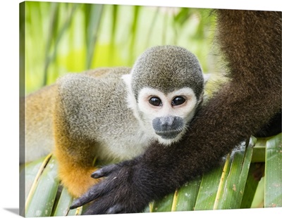 Squirrel Monkey, In San Francisco Village, Amazon Basin, Loreto, Peru, South America