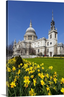 St. Paul's Cathedral with daffodils, London, England, United Kingdom, Europe