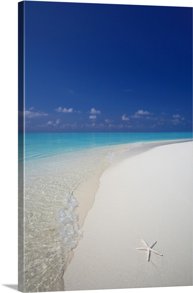 Starfish on beach, Male Atoll, Maldives, Indian Ocean