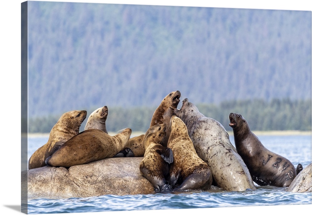 Steller sea lions (Eumetopias jubatus), haul out site, South Marble Islands, Glacier Bay National Park, UNESCO World Herit...