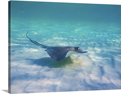 Stingray, Cozumel Island, Quintana Roo, Mexico