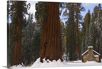 Stone brick museum dwarfed by giant sequoia trees, Yosemite National Park, California