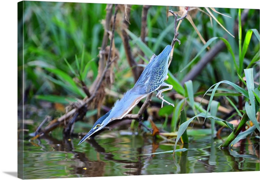 Striated heron (Butorides striata), Pantanal, Mato Grosso, Brazil, South America