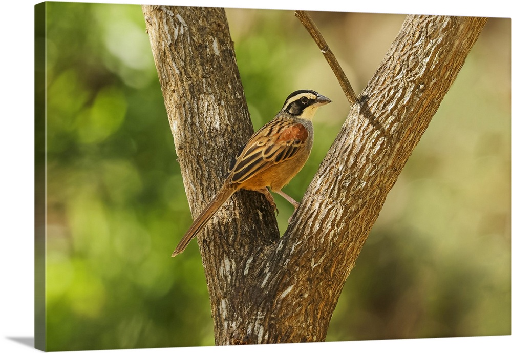 Stripe-headed sparrow (Peucaea ruficauda) breeds from Mexico to north Costa Rica, eats seeds and insects, Esperanza, Guana...