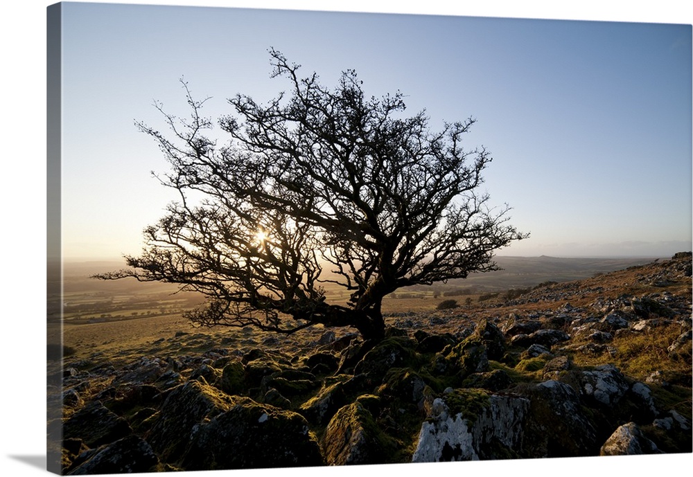 Stunted tree on Dartmoor, Devon, England, UK