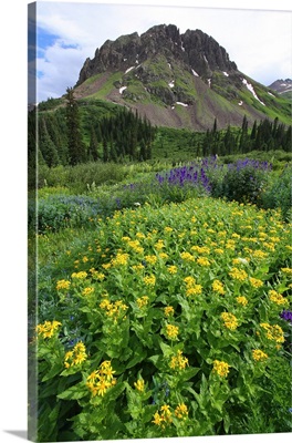 Summer wildflowers in Colorado's San Juan mountains, Colorado