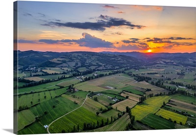 Sunflower Fields At Sunset, Gubbio, Umbria, Italy