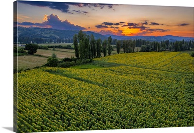 Sunflower Fields At Sunset, Gubbio, Umbria, Italy
