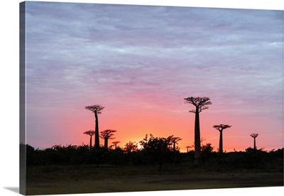 Sunrise, Allee de Baobabwestern area, Madagascar