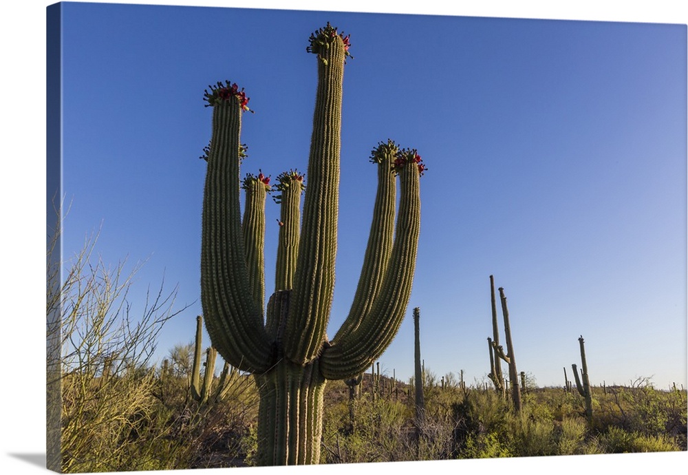 Sunrise on saguaro cactus in bloom (Carnegiea gigantea), Sweetwater Preserve, Tucson, Arizona, United States of America, N...
