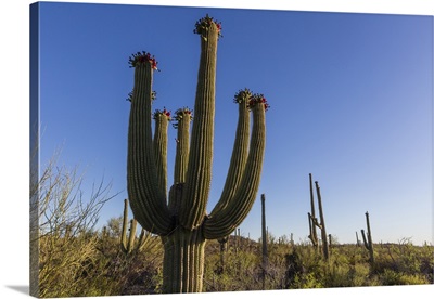 Sunrise on saguaro cactus in bloom Sweetwater Preserve, Tucson, Arizona