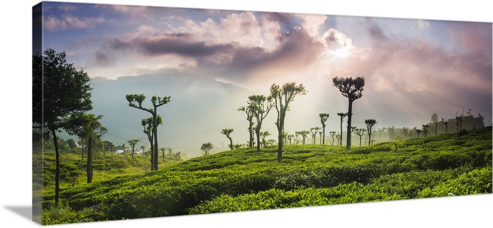 Sunrise over tea plantations and mountains, Haputale, Sri Lanka Hill Country, Central Highlands, Sri Lanka, Asia
