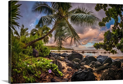 Sunrise Under A Coconut Palm On A Calm Ocean Bay, Kiluea, Hawaii
