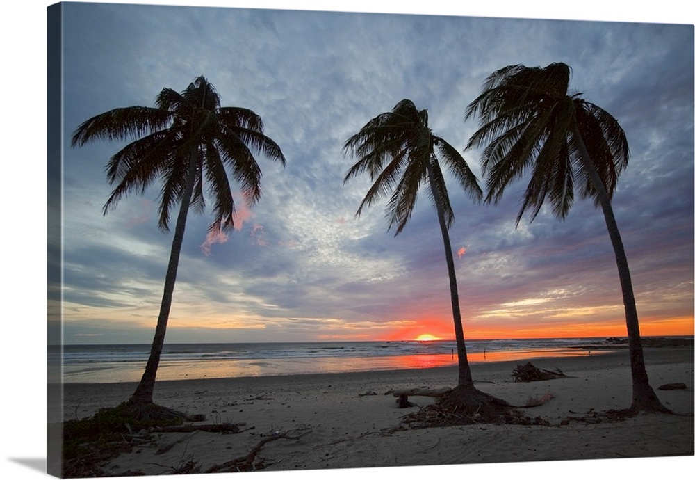 Sunset and palm trees on Playa Guiones beach, Nosara, Nicoya Peninsula, Costa Rica