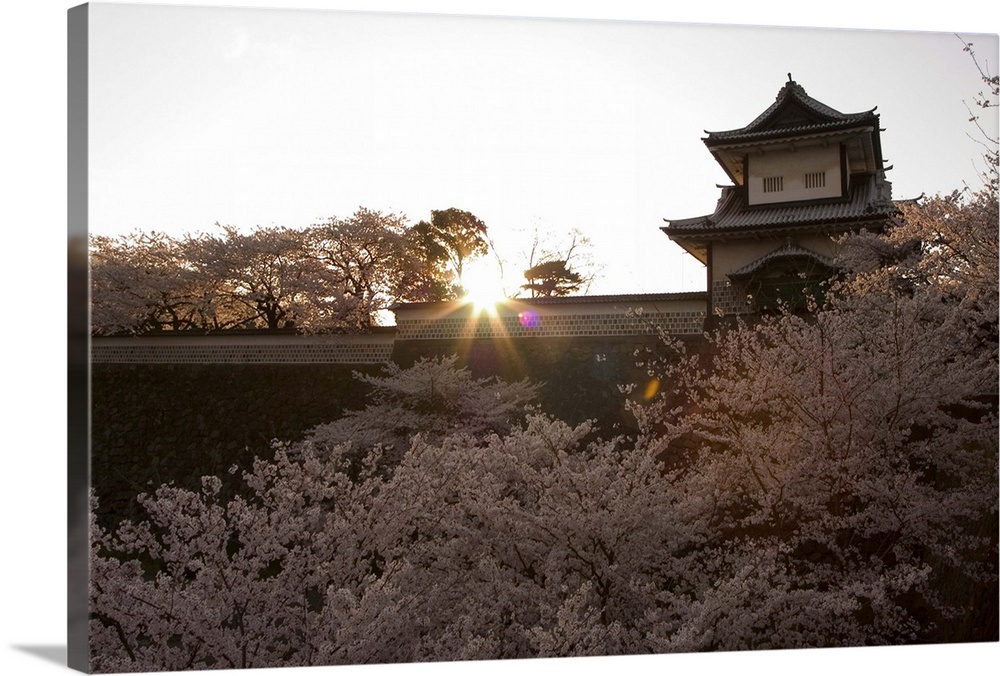 Sunset, cherry blossom, Kanazawa castle, Kanazawa city, Japan