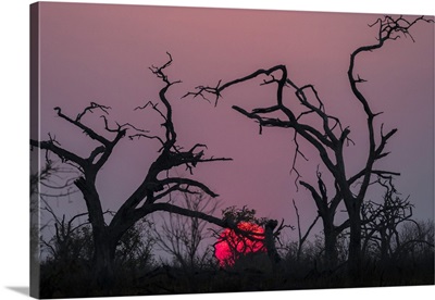 Sunset, Chobe National Park, Botswana