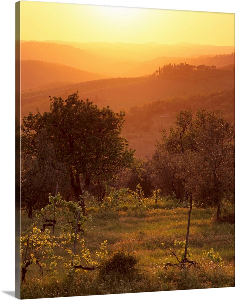 Sunset over vineyards near Panzano in Chianti, Tuscany, Italy