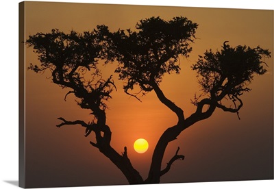 Sunset with an acacia, Masai Mara National Reserve, Kenya, East Africa, Africa