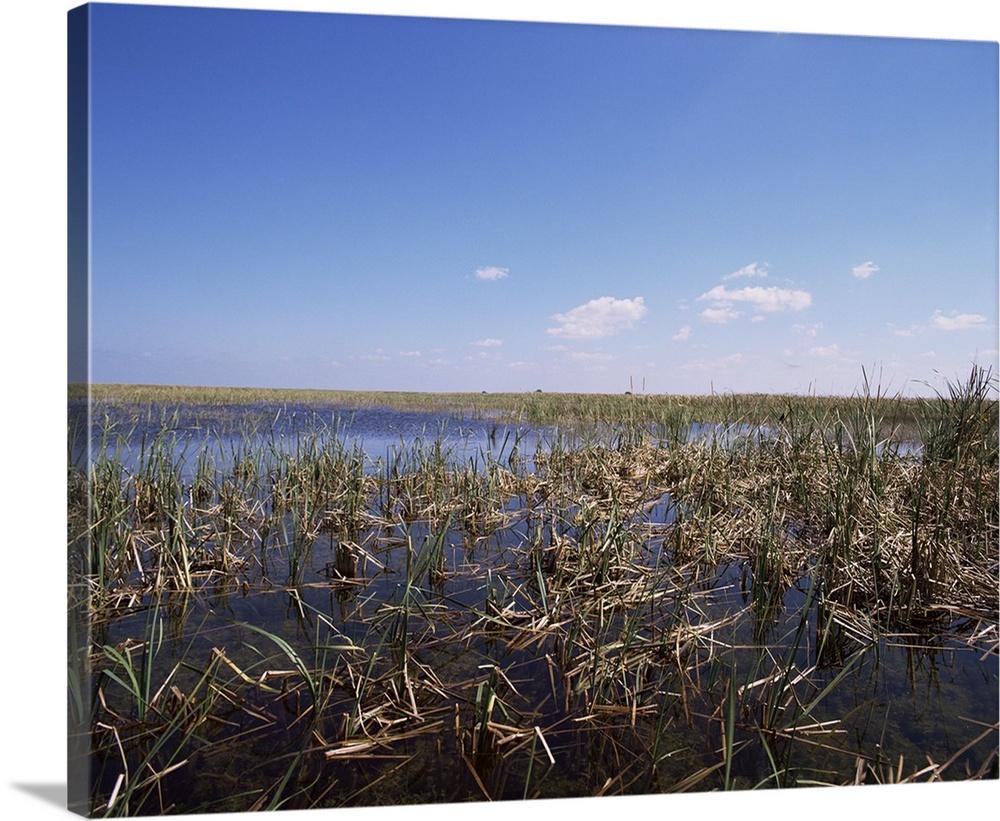 Swamps, Everglades National Park, Florida