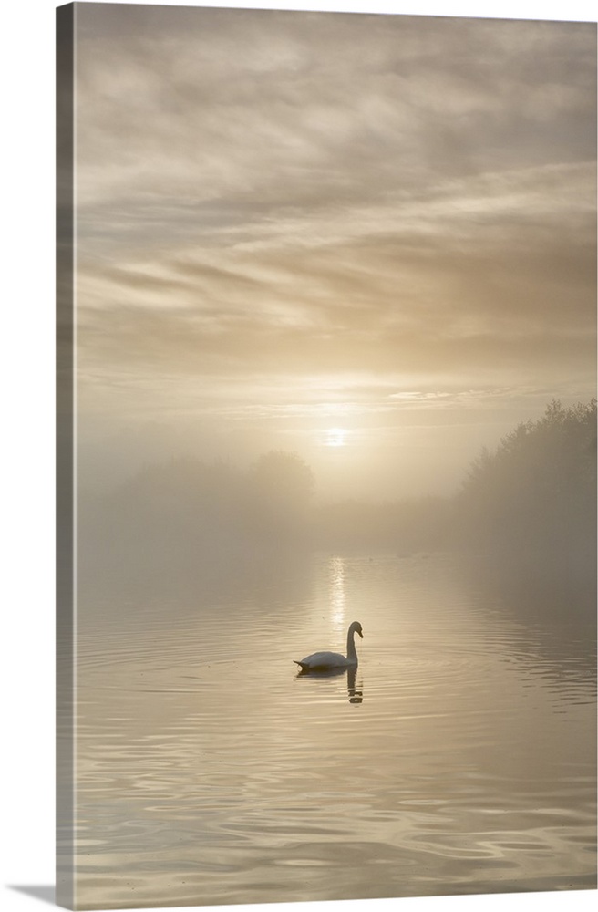 Swan on misty lake at sunrise, Clumber Park, Nottinghamshire, England, United Kingdom, Europe