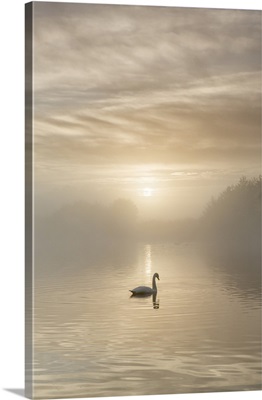 Swan on misty lake at sunrise, Clumber Park, Nottinghamshire, England