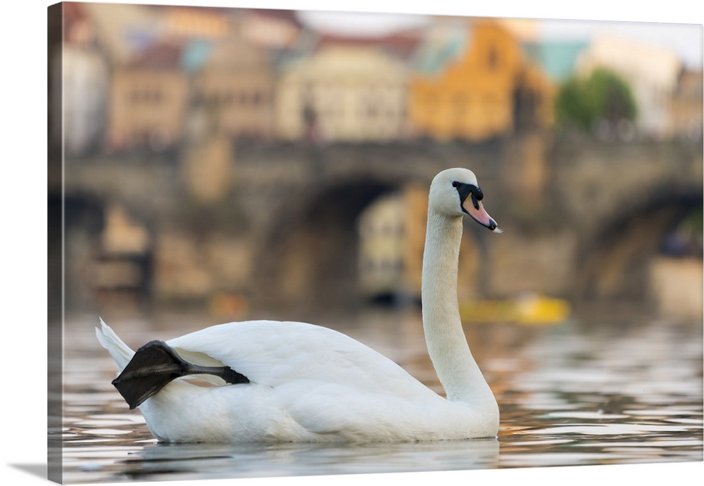 Swan with Charles Bridge in background, Prague, Czech Republic (Czechia), Europe