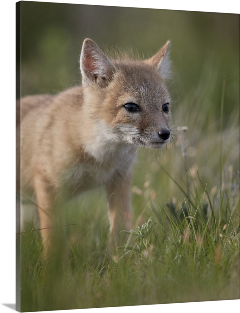 Swift fox kit, Pawnee National Grassland, Colorado