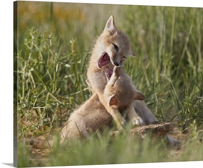 Swift fox kits playing, Pawnee National Grassland, Colorado